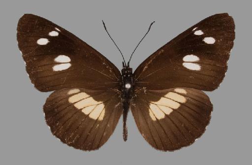 Neptis woodwardi Sharpe - BMNH(E)#1719052_Neptis_woodwardi_transrima_Cottrell_holotype_male_dorsal