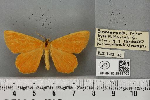 Angerona prunaria ab. spangbergi Lampa, 1885 - BMNHE_1865702_431007