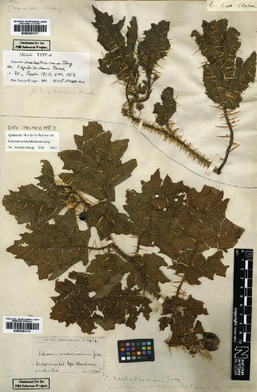 Solanum aculeatissimum Jacq. - BM000887017