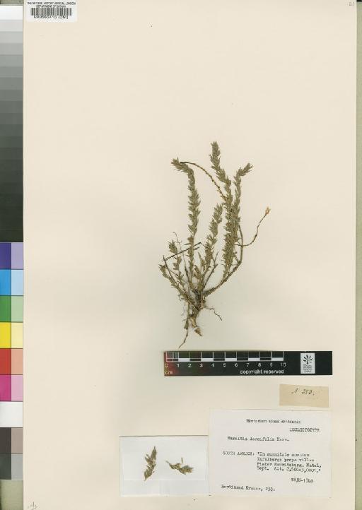 Muraltia lancifolia Harv. - BM000566416