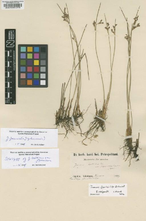 Juncus fauriei H.Lév. & Vaniot - BM000572693