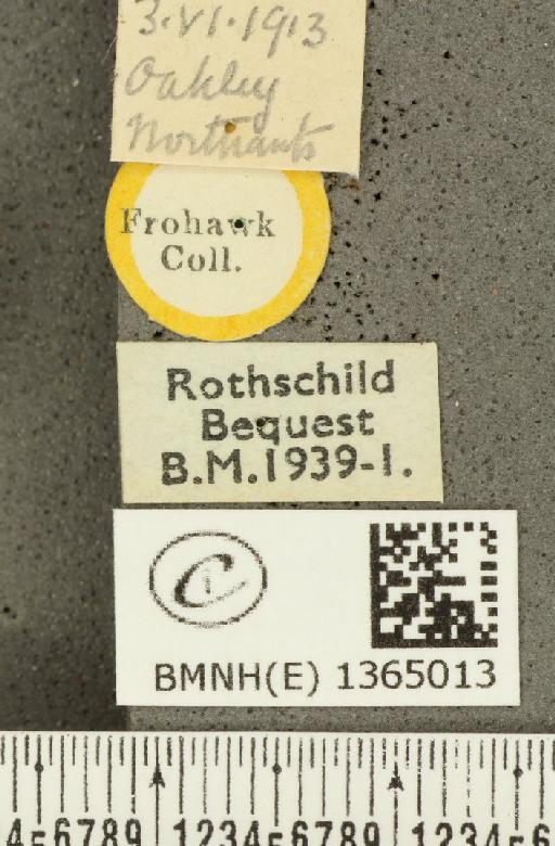 Carterocephalus palaemon (Pallas, 1771) - BMNHE_1365013_label_176102