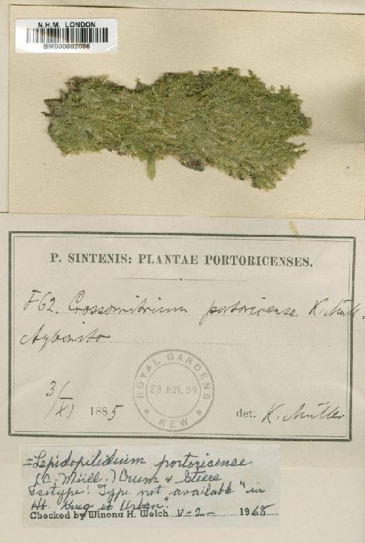 Lepidopilidium portoricense (Müll.Hal.) H.A.Crum & Steere - BM000862086