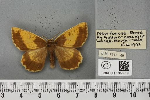 Angerona prunaria ab. selectaria Rebel, 1914 - BMNHE_1865960_431273