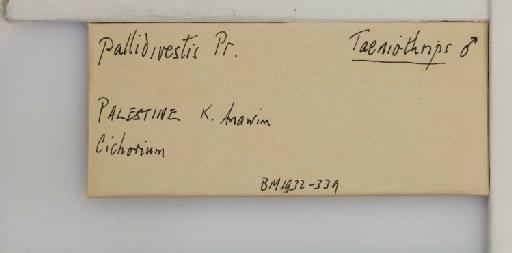 Tenothrips pallidivestis (Priesner, 1926) - 014237557_additional