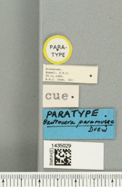 Bactrocera (Bactrocera) paramusae Drew, 1989 - BMNHE_1435029_label_28488