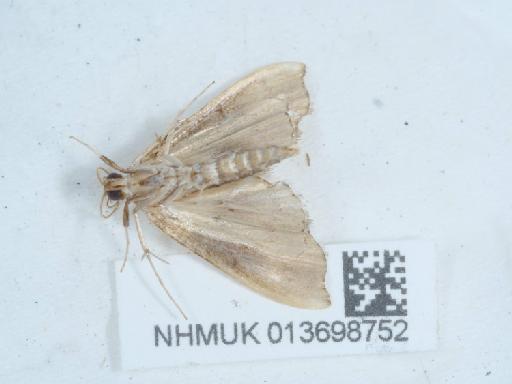 Agrotera nemoralis (Scopoli, 1763) - 013698752_2