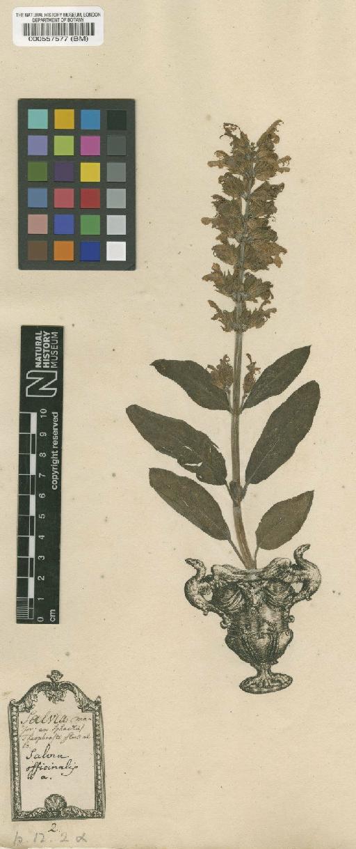 Salvia officinalis L. - BM000557577