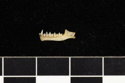 Hipposideros cervinus - 1855_11_7_13-Rhinolophus_cervinus-Holotype-Skull-left_mandible-lateral
