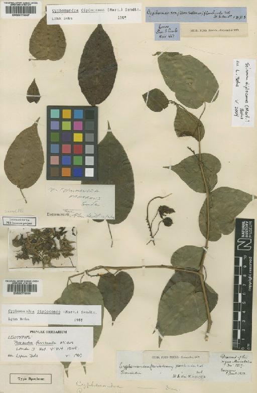 Solanum diploconos (Mart.) Sendtn. - BM000778007