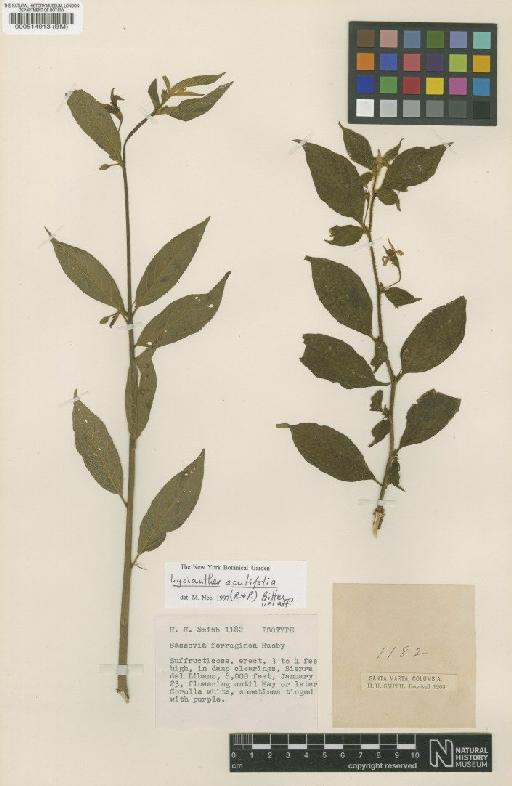 Lycianthes acutifolia (Ruiz & Pav.) Bitter - BM000514913