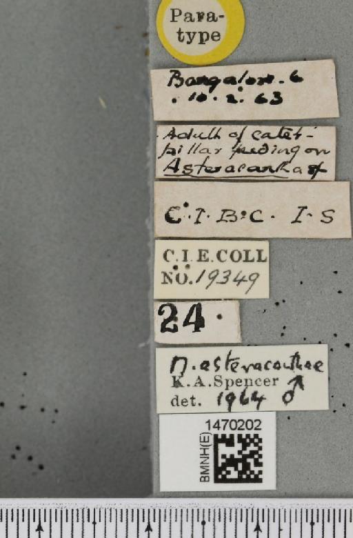 Melanagromyza asteracanthae Spencer, 1966 - BMNHE_1470202_label_44753