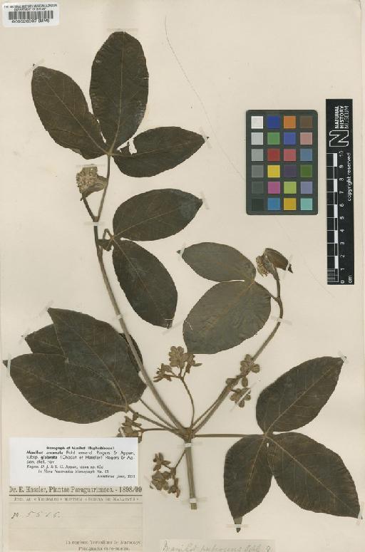 Manihot anomala subsp. glabrata (Chodat & Hassl.) D.J.Rogers & Appan - BM000526307