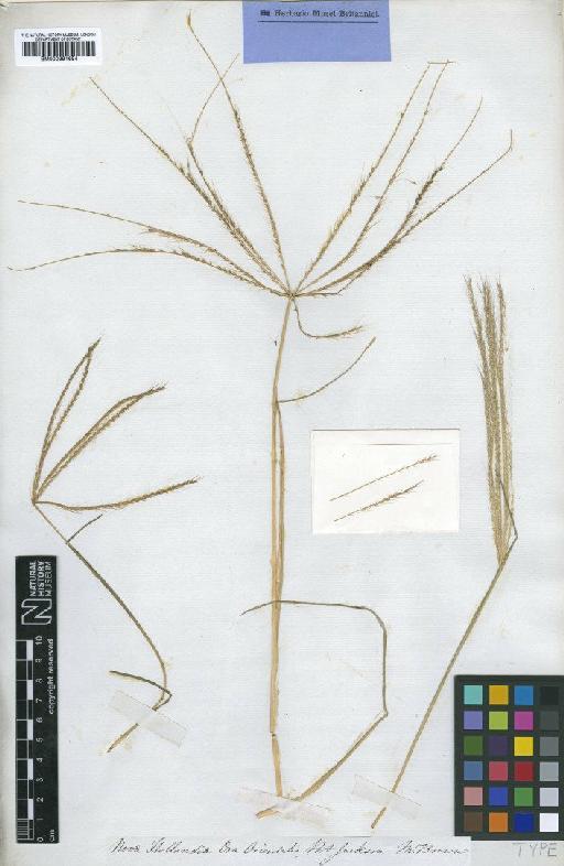 Chloris truncata R.Br. - BM000991684