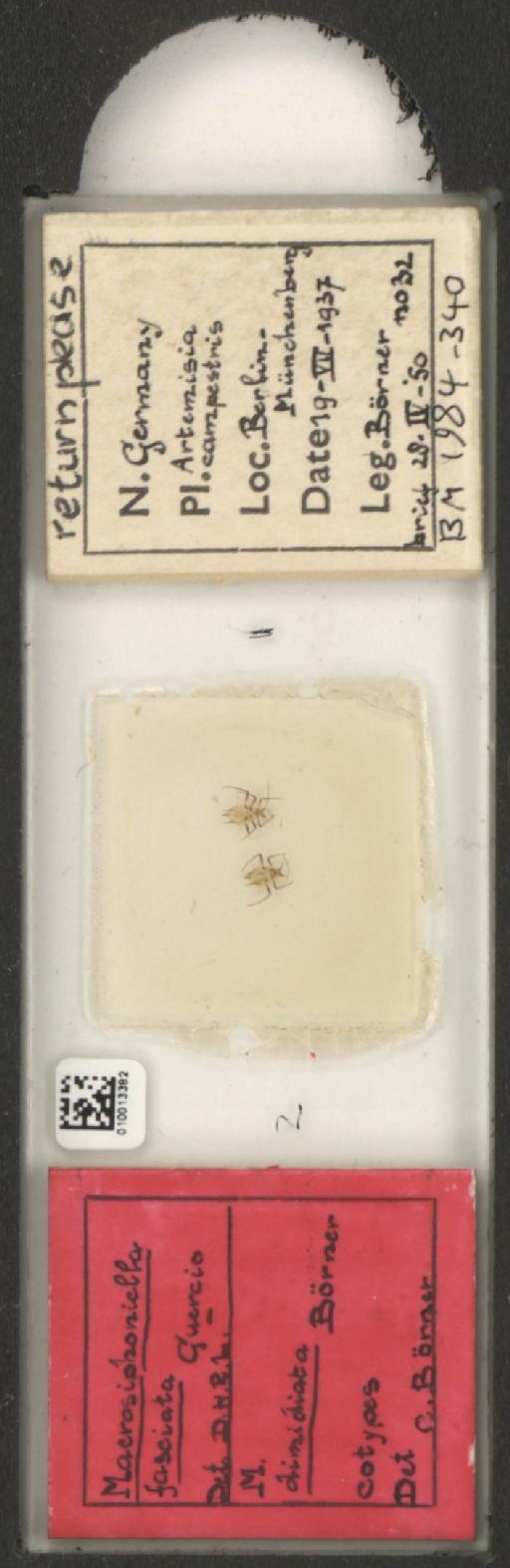 Macrosiphoniella dimidiata Börner, 1942 - 010013382_112659_1094720