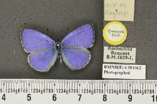 Celastrina argiolus britanna (Verity, 1919) - BMNHE_501062_111099