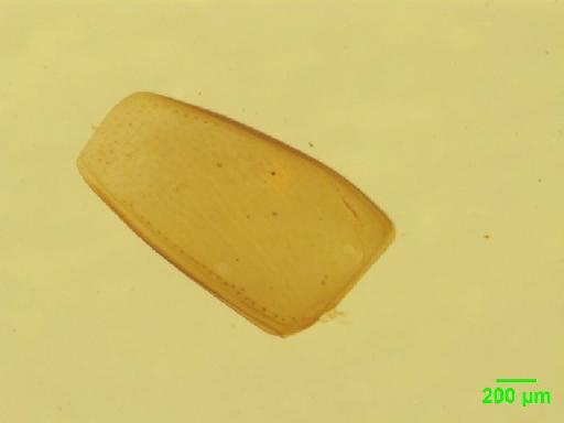 Scaphidiinae Latreille, 1806 - 010188831___12