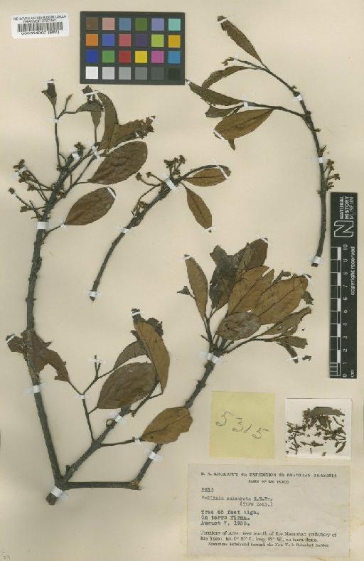 Rollinia calcarata R.E.Fr. - BM000554007