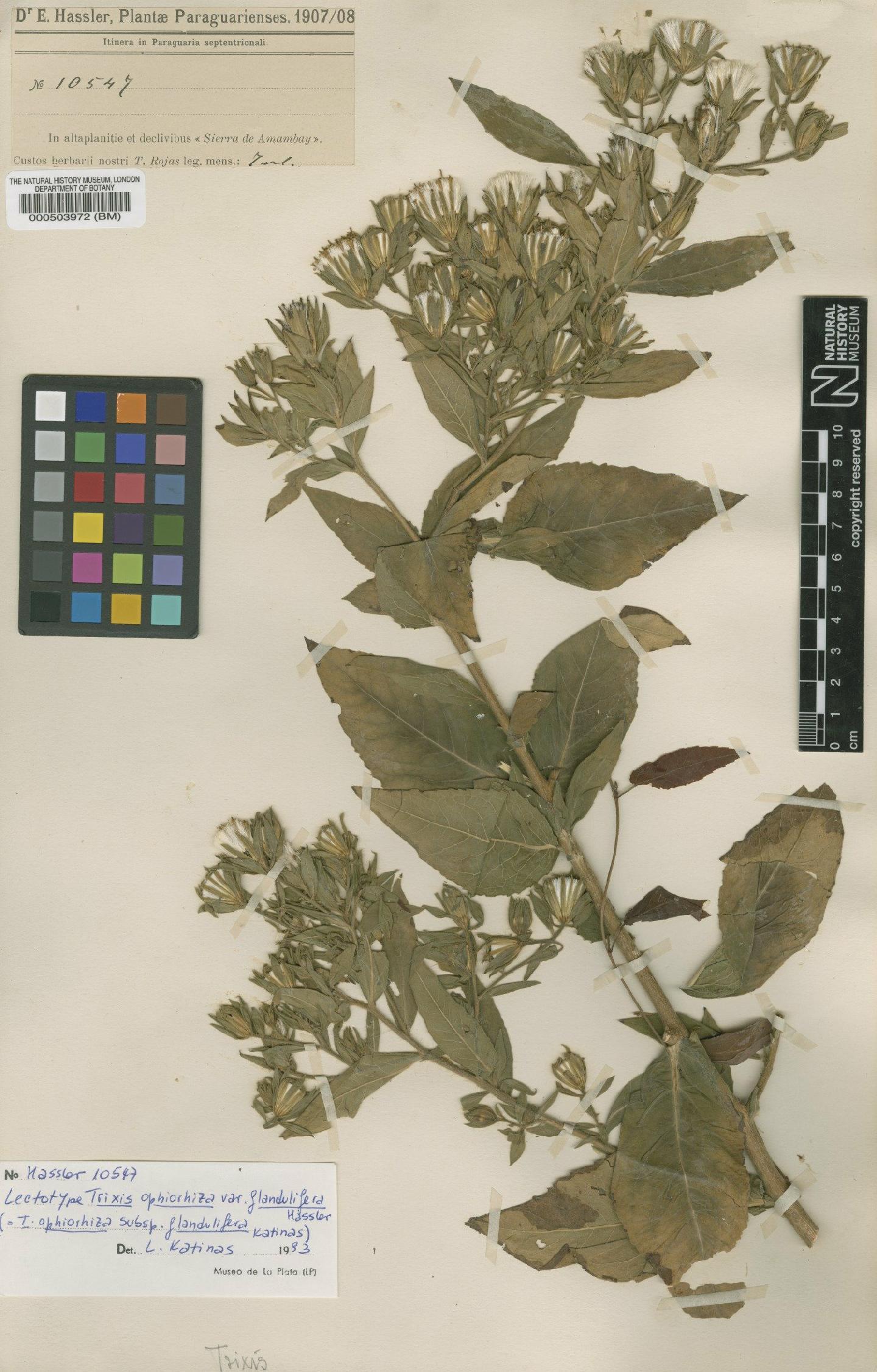 To NHMUK collection (Trixis ophiorhiza subsp. glandulifera (Hassl.) Katinas; Lectotype; NHMUK:ecatalogue:4567349)