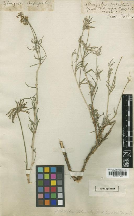 Astragalus arbuscula Pall. - BM000997404