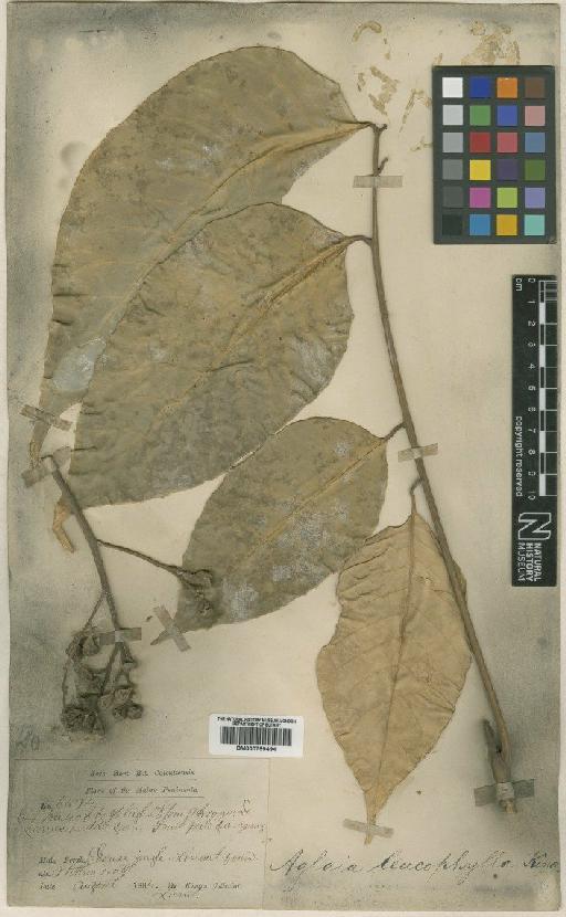 Aglaia leucophylla King - BM000799494