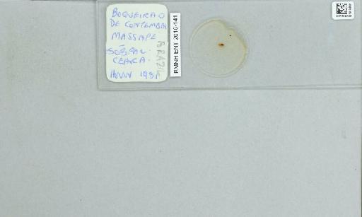 Lutzomyia (Lutzomyia) longipalpis Lutz & Neiva, 1912 - 015388019_811518_1329406_157792_NoStatus