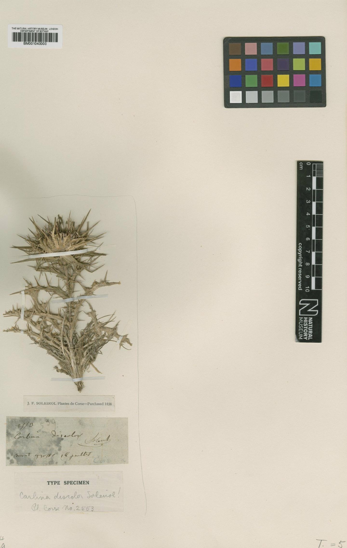 To NHMUK collection (Staehelina dubia L.; Type; NHMUK:ecatalogue:1953516)