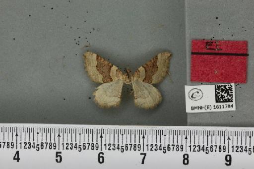 Xanthorhoe decoloraria decoloraria (Esper, 1806) - BMNHE_1611784_a_307993