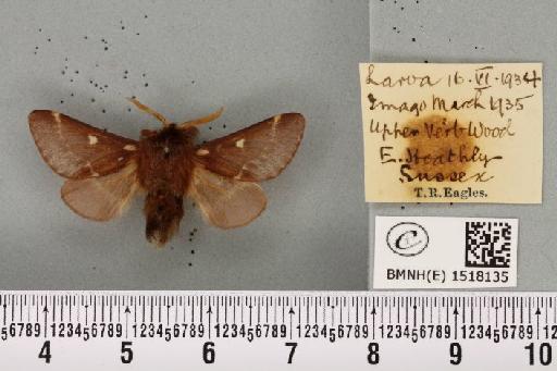 Eriogaster lanestris (Linnaeus, 1758) - BMNHE_1518135_191761