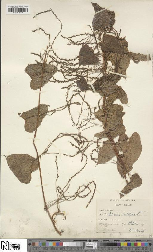 Dioscorea bulbifera L. - BM001049828
