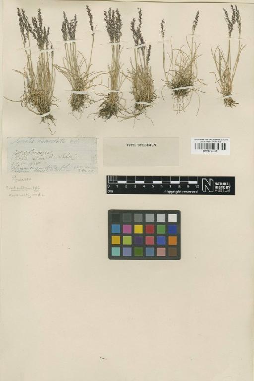 Agrostis vinealis Schreb. - BM001134095