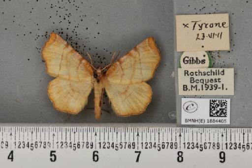 Selenia dentaria (Fabricius, 1775) - BMNHE_1884405_444756