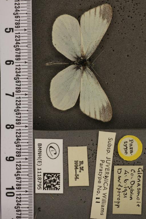 Leptidea sinapis juvernica Williams, 1946 - BMNHE_1118795_74000