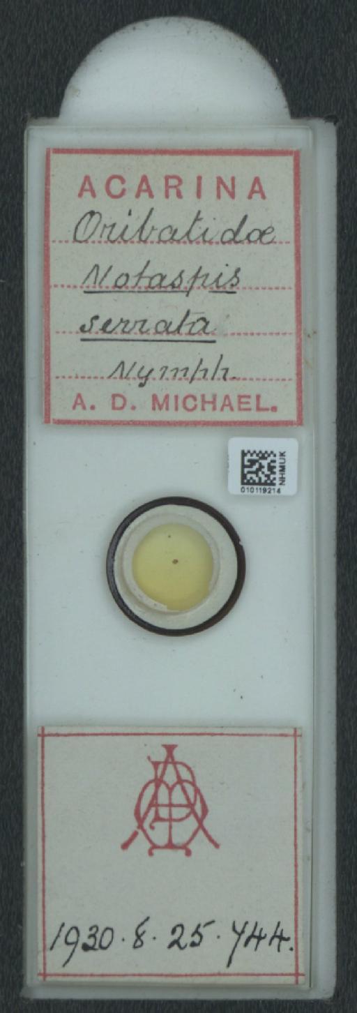 Notaspis serrata A.D. Michael, 1885 - 010119214_128162_1585150