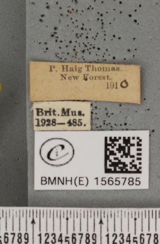 Pseudoips prasinana britannica (Warren, 1913) - BMNHE_1565785_label_293888