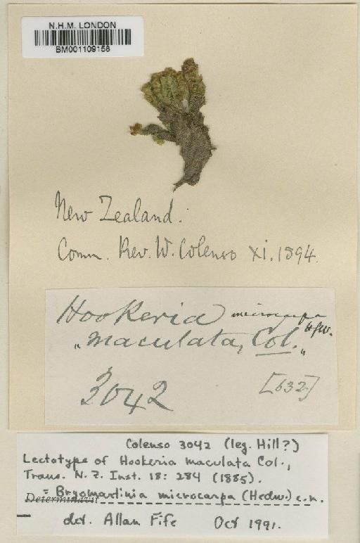 Distichophyllum microcarpum (Hedw.) Mitt. - BM001109158
