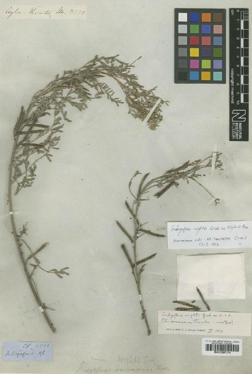 Indigofera wightii Graham ex Wight & Arn. - BM000997228