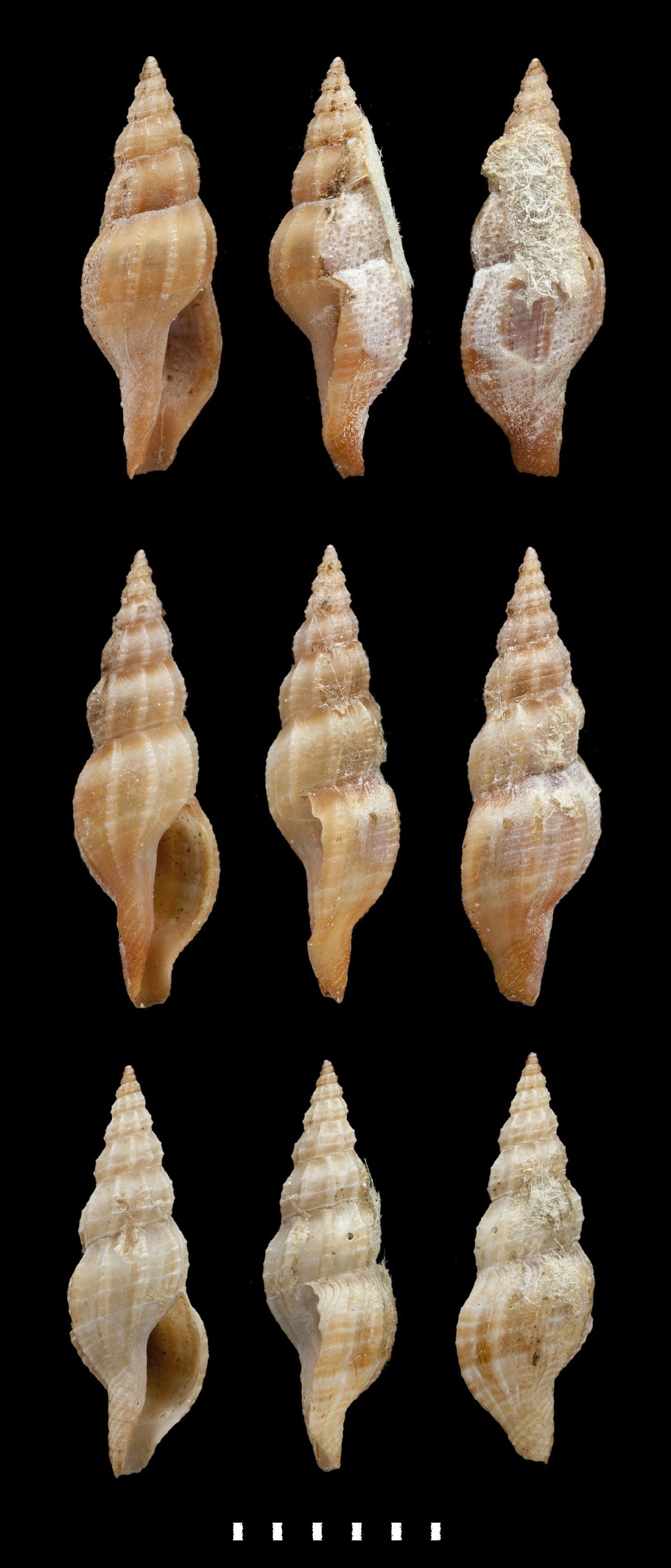 To NHMUK collection (Pleurotoma pessulata Reeve, 1843; SYNTYPES; NHMUK:ecatalogue:2395717)