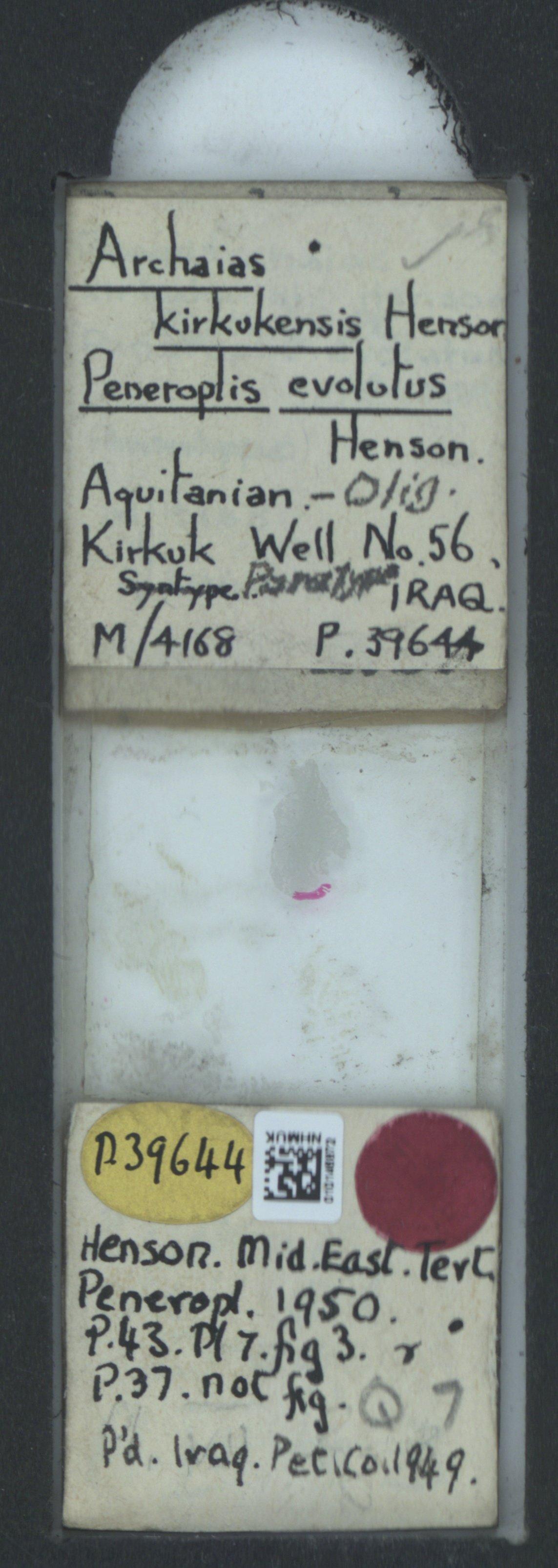 To NHMUK collection (Archaias kirkukensis Henson, 1950; Paratype; NHMUK:ecatalogue:2323647)