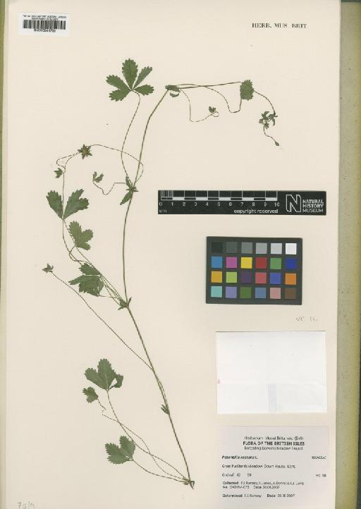 Potentilla reptans L. - BM000954730