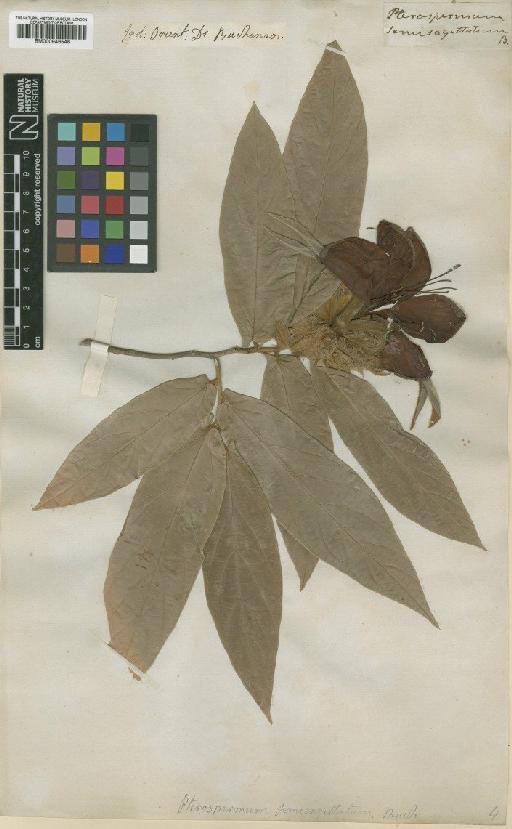 Pterospermum semisagittatum Buch.-Ham. ex Roxb. - BM000946546