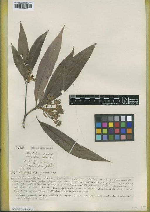 Persea oreophila (Hance) Kosterm. - BM000950962