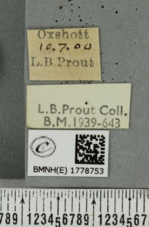 Colostygia pectinataria ab. albocincta Lempke, 1949 - BMNHE_1778753_label_354396