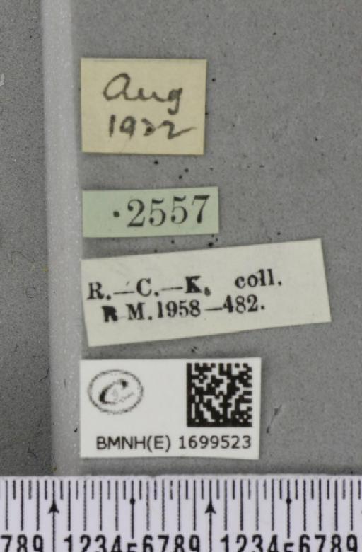 Cyclophora pendularia (Clerck, 1759) - BMNHE_1699523_label_272974