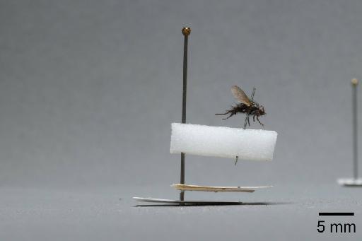 Sarcophaga (Myorhina) nigriventris Meigen, 1826 - 015092184_lateral