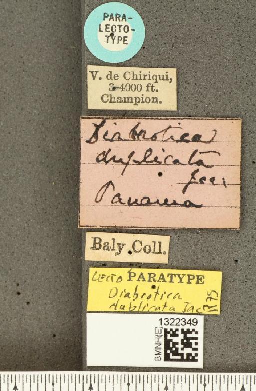 Diabrotica duplicata Jacoby, 1887 - BMNHE_1322349_label_18483