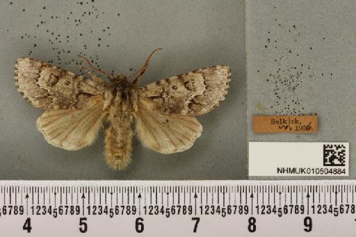 Acronicta menyanthidis scotica (Tutt, 1891) - NHMUK_010504884_562249