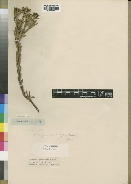 Leucadendron lanigerum var. laevigatum Meisn. - BM000910581