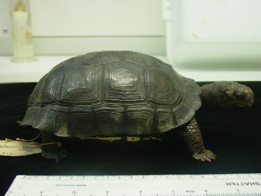 Chelonoidis nigra ephippium - Darwin's tortoise 007.jpg