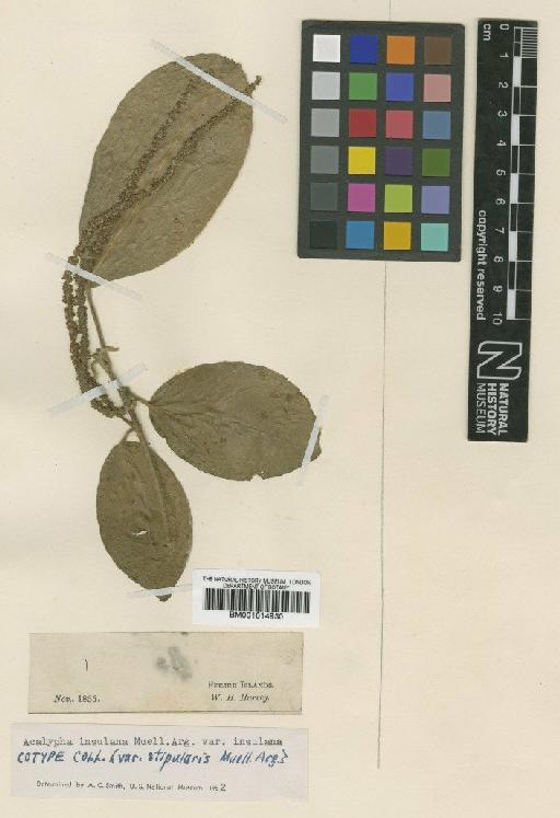 Acalypha insulana var. insulana Müll.Arg. - BM001014930